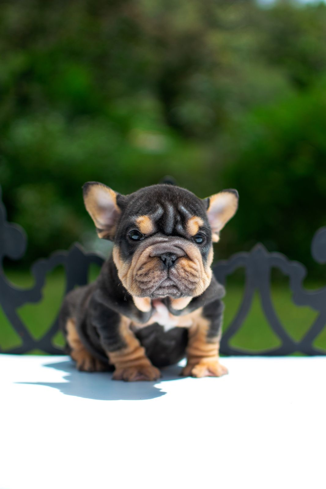 Bulldog Frances Pied Merle Medellin 4 Bulldog Frances Pied Merle Medellin - Image 4