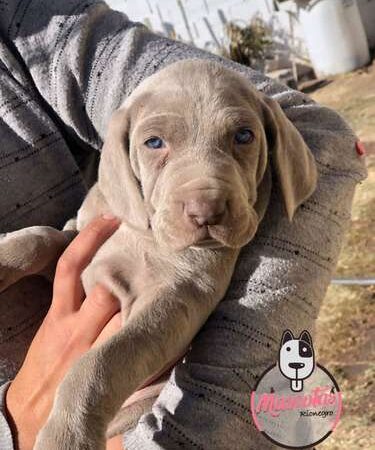 Venta De Weimaraner Precio Especial