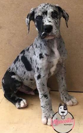 Comprar Gran Danes En Colombia