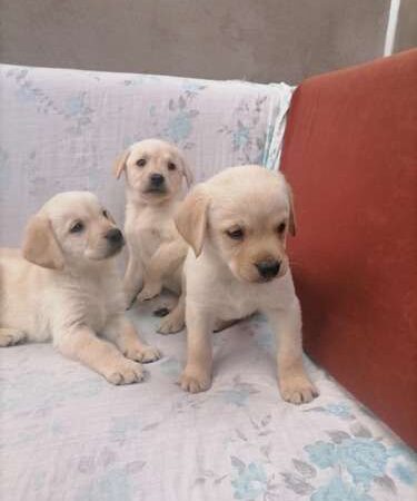 Venta de perros Labrador Dorado Medellín
