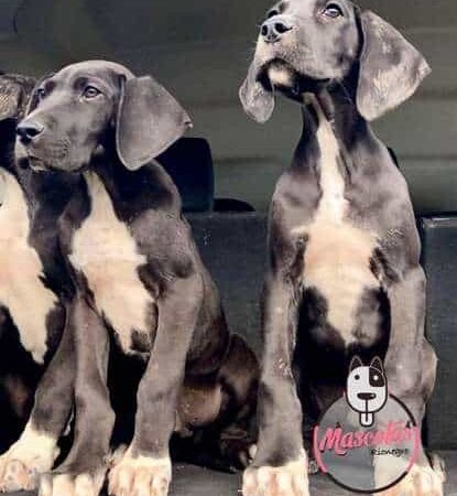 Venta de Perros Gran Danes En Bogota