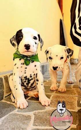 Venta de Perros Dálmata Mascotas Medellín