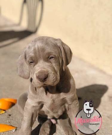 Comprar Perros Weimaraner en Medellín