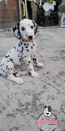 Venta de Perros Dalmatas En Colombia
