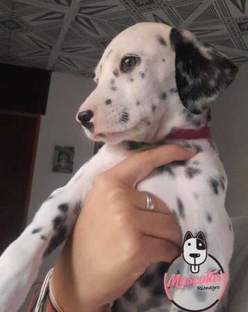 venta de cachorros Dalmata Rebajado