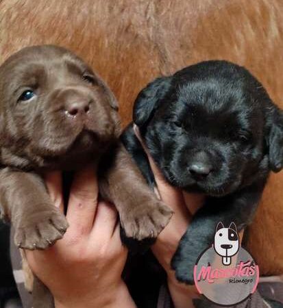 Venta Labrador Retriever Precio Medellin