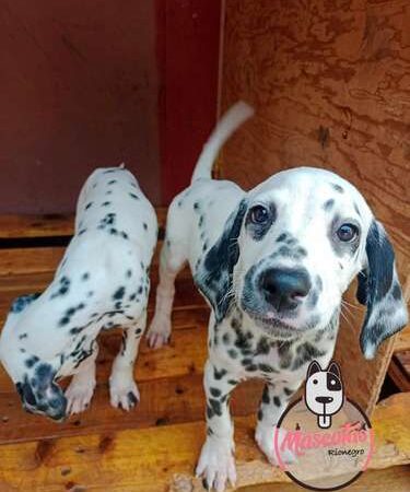 Venta de Perros Dálmata Medellín