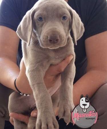 Venta de Perros Weimaraner En Colombia