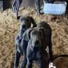 Venta de Perros Gran Danés  Medellín