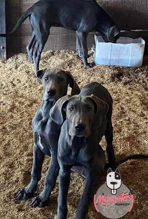 Venta de Perros Gran Danés  Medellín