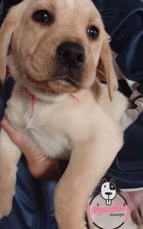 Venta de Perros Labradores en Bucaramanga