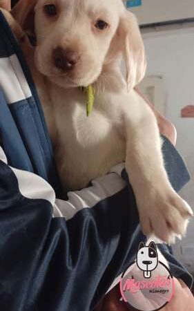 Venta de Perros labrador Medellin Colombia