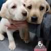 Venta de Perros labrador Medellin Colombia - Image 2