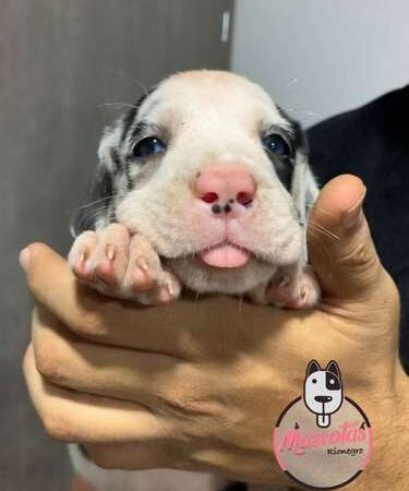 Venta De Perros Gran Danes en pereira