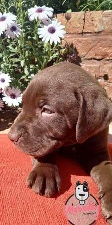 Venta de Perros labrador Cali