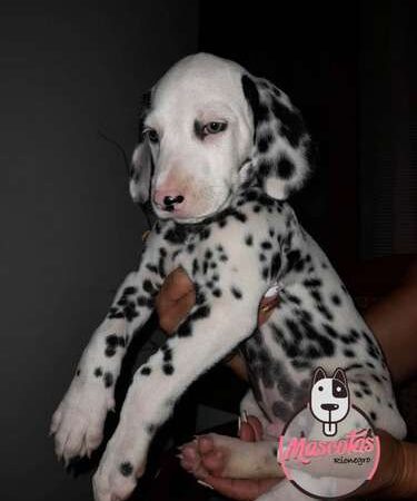 Venta de Cachorros Dálmata Bogotá