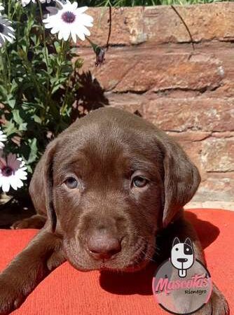 Perros Labrador en venta Armenia