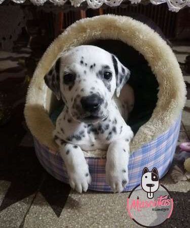Venta De Dalmatas Bogota Cali