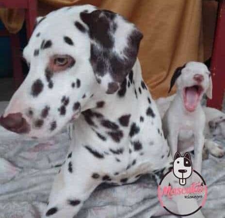 Venta de Perros Dálmata Bogotá