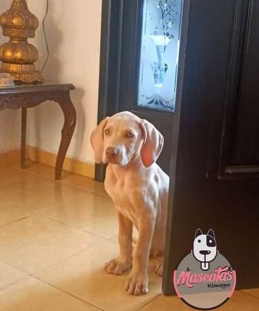 Venta de Perros Weimaraner Tunja