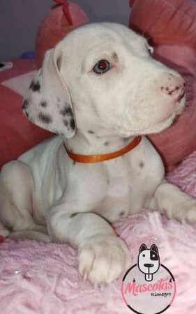 Venta De Perros Dalmata En Medellin