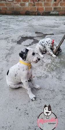 Comprar Dalmata Puro En Colombia