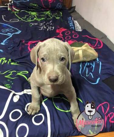 Venta de Perros Weimaraner Monteria