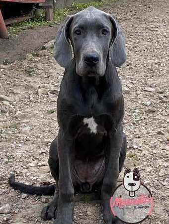 Venta de Cachorros Gran Danés Blue