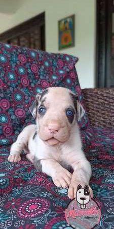 Venta de Perros Gran Danés Cachorros