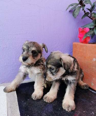 Venta de Perros Schnauzer Cali
