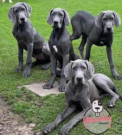 Venta de Perros Gran Danés Bogotá