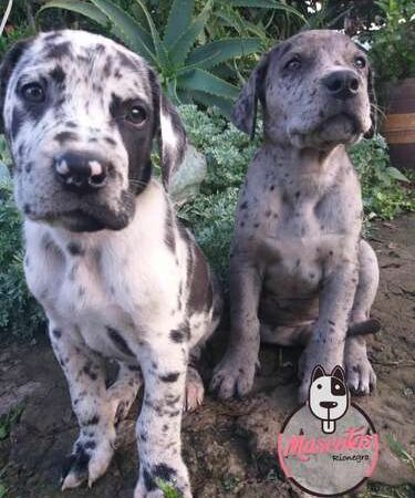 Comprar Perros Gran Danés Colombia