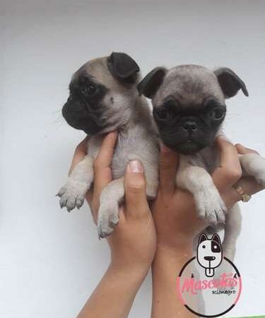 Perros Pug En Venta en armenia