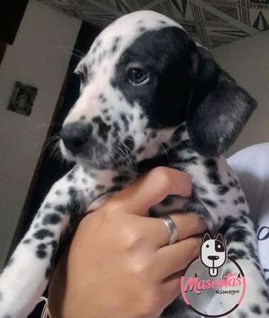 Venta de Cachorros Dálmatas Medellín