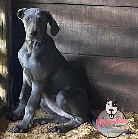 Comprar Cachorros Gran Danés Colombia