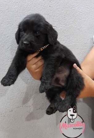 Comprar Perros Labrador Colombia