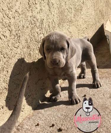 Perros Weimaraner en Venta Rionegro