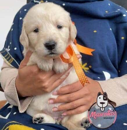 Comprar Labrador Retriever Cali