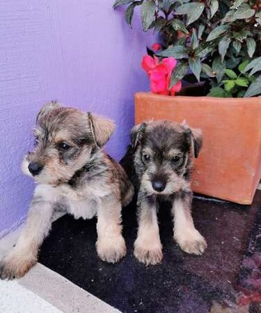 Venta De Schnauzer Pimienta Bogotá