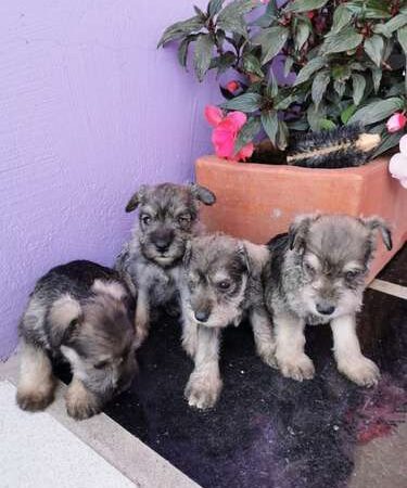 Venta de Perros Schnauzer Mini Medellín