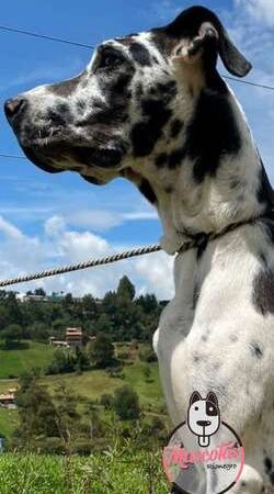 Comprar Gran Danés Arlequin Medellín