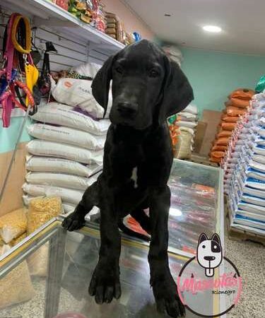 Venta de perros Gran Danes Valledupar