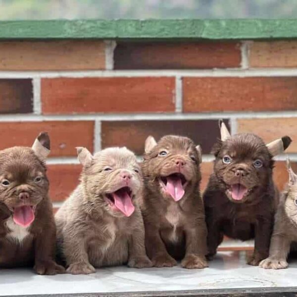 Venta de Perros Bulldog Francés Fluffy US