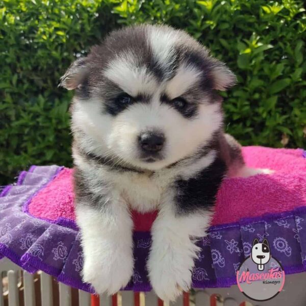 Comprar Cachorros Pomsky 5ta Generación Colombia