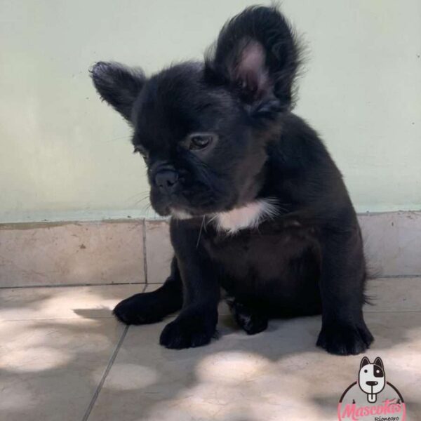 Venta de Perros Bulldog Francés en Bucaramanga