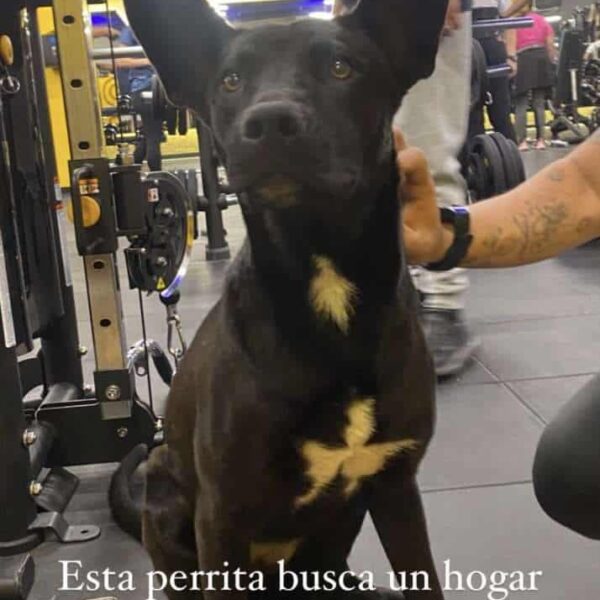 Ayudamos a Cachorros en Adopción a encontrar un Hogar