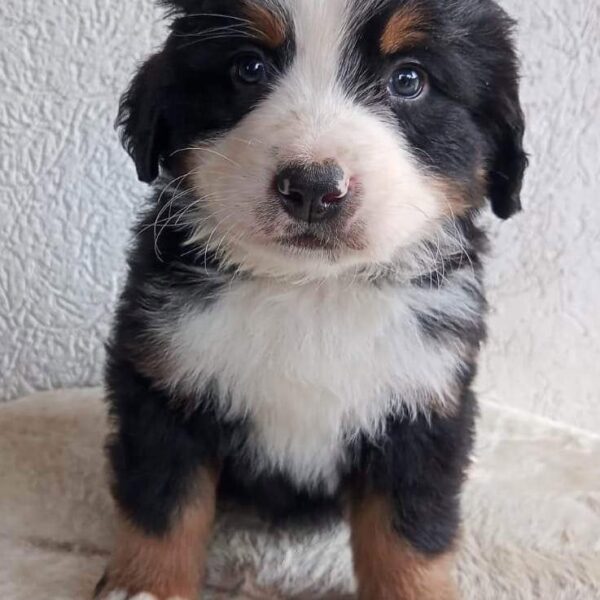 Venta de perros Bernés de la Montaña Cartagena