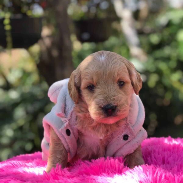 Golden Retriever precio en Popayán