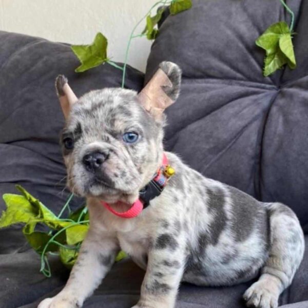 Venta de perros Bulldog francés black Merle macho