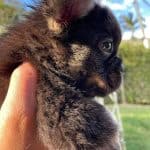 Precio Bulldog Frances Fluffy Black At Criadero Medellin Colombia